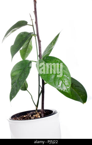 'Penang Hill' Waxplant, Porslinsblomma (Hoya coriacea) Banque D'Images