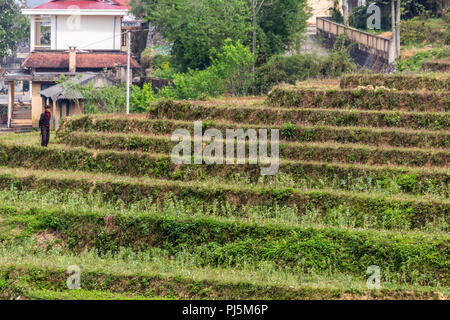 Ha Giang, Vietnam - Mars 18, 2018 : marche à travers un champ de riz en terrasses dans un village isolé du nord du Vietnam Banque D'Images