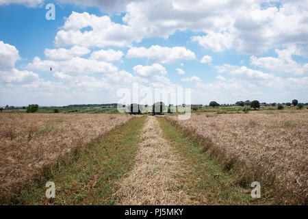 Champ de blé dur pendant la récolte. Plateau en Pouilles Murgia Banque D'Images