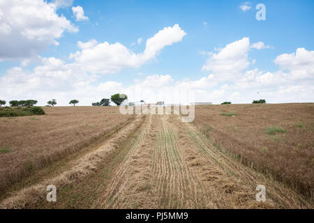 Champ de blé dur pendant la récolte. Plateau en Pouilles Murgia Banque D'Images