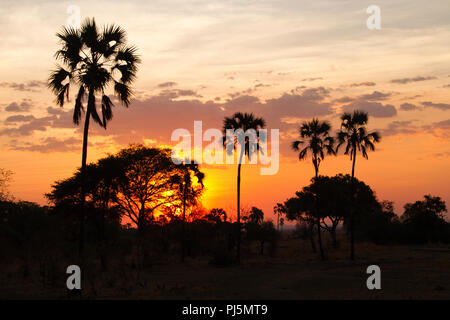 Sunset glow silhouettes fan palm arbres pendant la saison sèche dans le Parc National de Katavi. Banque D'Images