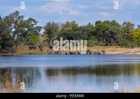 Troupeau d'éléphants africains avec des bébés, Loxodonta sortir de l'eau dans la bande de Caprivi Bwabwata, Game Park, Namibie, Afrique safari wildlife et Wilde Banque D'Images