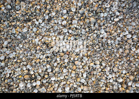 Vider les petites coquillages densément emballés ensemble sur la plage du Royaume-Uni. Fond naturel utile. Banque D'Images