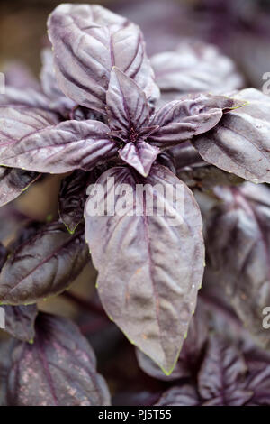 Ocimum basilicum Crimson King King Crimson, Basilic, close-up de plante en croissance Banque D'Images