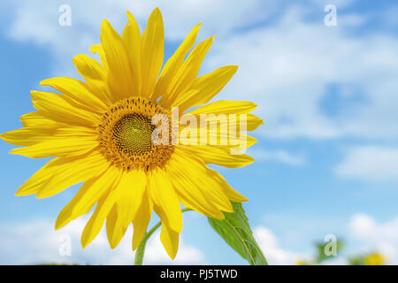 La texture des tournesols et l'arrière-plan pour les concepteurs. Vue Macro du tournesol en fleur. Fond de fleurs naturelles et biologiques. Banque D'Images