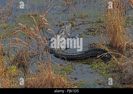 Okefenokee Swamp Alligator en pèlerin de Geogia Banque D'Images