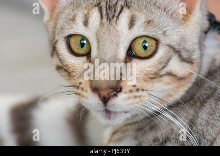 Beau mâle silver chatons portrait intérieur à environ 6 mois Banque D'Images