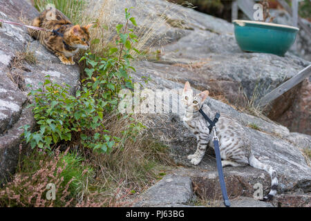 Bengal adultes introduction aux plus jeunes Bengal chat chaton en plein air Banque D'Images