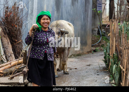 Ha Giang, Vietnam - Mars 17, 2018 : femme de la minorité ethnique hmong balade un buffle dans un village rural du nord du Vietnam Banque D'Images