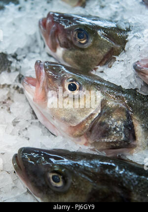 05.09.2018, Hambourg : sea bass dans un marché du frais à l'écran dans la glace. En Allemagne Les consommateurs dépensent de plus en plus d'argent sur les poissons et fruits de mer. Photo : Daniel Bockwoldt/dpa Banque D'Images