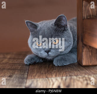 British Shorthair bleu face coupée avec de magnifiques yeux couleur ambre Banque D'Images