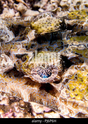 Détail, crocodile, flathead Cociella crocodilus, Mabul, Sabah, Malaisie Banque D'Images