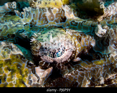 Détail, crocodile, flathead Cociella crocodilus, Mabul, Sabah, Malaisie Banque D'Images