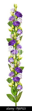 Eustoma violet fleurs dans un agencement linéaire isolé sur blanc. Mise à plat. Vue d'en haut. Banque D'Images