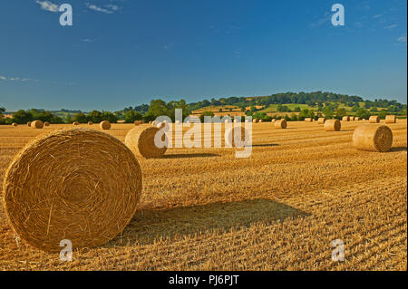 Paysage du Warwickshire avec bottes de paille dans les champs après la récolte. Banque D'Images