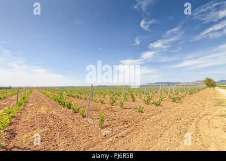 Les cultures de raisin consacrées à l'élaboration du célèbre vin Rioja. Banque D'Images