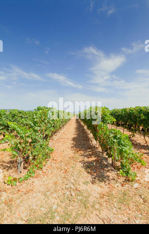 Les cultures de raisin consacrées à l'élaboration du célèbre vin Rioja. Banque D'Images