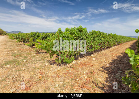 Les cultures de raisin consacrées à l'élaboration du célèbre vin Rioja. Banque D'Images