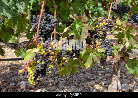 Les cultures de raisin consacrées à l'élaboration du célèbre vin Rioja. Banque D'Images