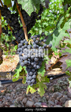 Les cultures de raisin consacrées à l'élaboration du célèbre vin Rioja. Banque D'Images