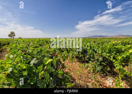 Les cultures de raisin consacrées à l'élaboration du célèbre vin Rioja. Banque D'Images