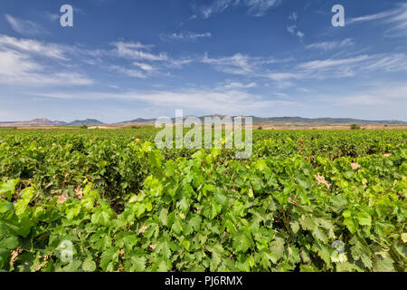 Les cultures de raisin consacrées à l'élaboration du célèbre vin Rioja. Banque D'Images