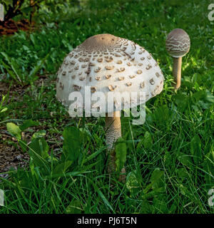 Paire de Parasol Mushrooms (Macrolepiota procera ou Lepiota procera) sur l'herbe verte. Août Banque D'Images