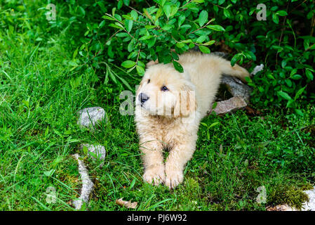 Falmouth, Maine. 8 semaine les chiots Golden Retriever à PoeticGold Farm à Falmouth, Maine le 7 juin 2018. Credit : Benjamin Ginsberg Banque D'Images