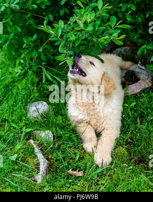 Falmouth, Maine. 8 semaine les chiots Golden Retriever à PoeticGold Farm à Falmouth, Maine le 7 juin 2018. Credit : Benjamin Ginsberg Banque D'Images