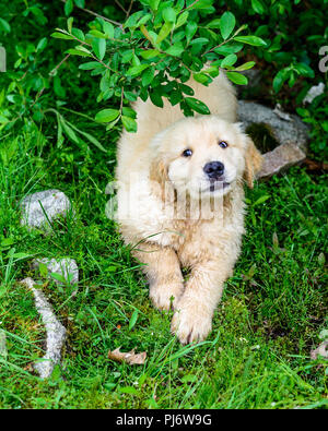 Falmouth, Maine. 8 semaine les chiots Golden Retriever à PoeticGold Farm à Falmouth, Maine le 7 juin 2018. Credit : Benjamin Ginsberg Banque D'Images