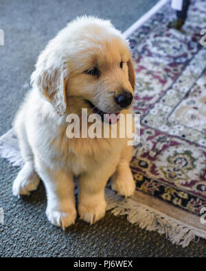 Manchester, VT. Huit semaines chiot golden retriever assis à l'intérieur sur le plancher à Manchester, VT le 8 juin 2018. Credit : Benjamin Ginsberg Banque D'Images