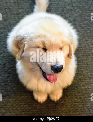 Manchester, VT. Huit semaines chiot golden retriever assis à l'intérieur sur le plancher à Manchester, VT le 8 juin 2018. Credit : Benjamin Ginsberg Banque D'Images