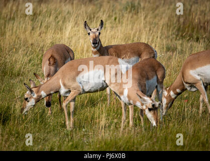 Lone Lookout dans un troupeau d'Antilopes d'dans Lamar Valley, le Parc National de Yellowstone Banque D'Images