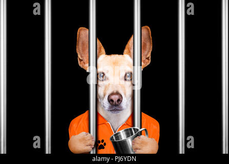 Chihuahua chien criminel derrière les barreaux à la prison de la police, la prison, ou un refuge pour mauvaise conduite Banque D'Images