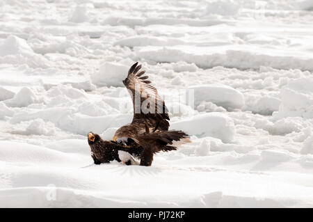 White-tailed eagle-Mer se battre avec l'otarie-aigle sur le pack (Haliaeetus albicilla), Russie Banque D'Images