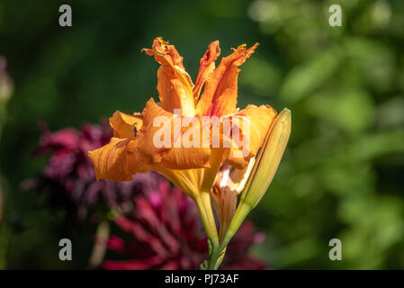 Extérieur couleur close up macro image de l'hémérocalle orange isolé fleurs sur fond coloré trouble naturel pris sur un jour d'été ensoleillé Banque D'Images