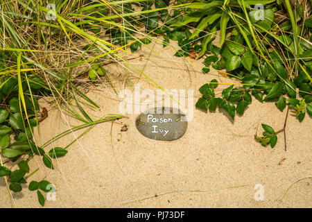 Identification de l'Herbe à Rock à Cape Cod dans le Massachusetts. Banque D'Images