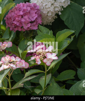 Extérieur couleur macro fleurs d'un rose à fleurs hortensia blanc jeune/hortensia oranger pétales..les pédicelles,journée d'été ensoleillée Banque D'Images