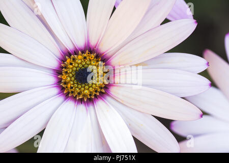 Photo macro d'ostéospermum blanc avec lilas et jaune dans le milieu dans le jardin, selective focus Banque D'Images