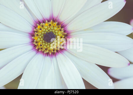 Photo aux tons de blanc ostéospermum avec lilas et jaune dans le milieu dans le jardin, macro, selective focus Banque D'Images