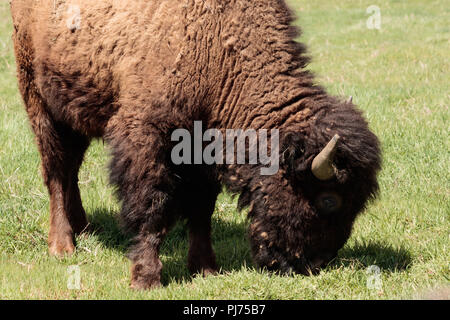 Young American Buffalo Bisons broutants, dans un champ, Banque D'Images