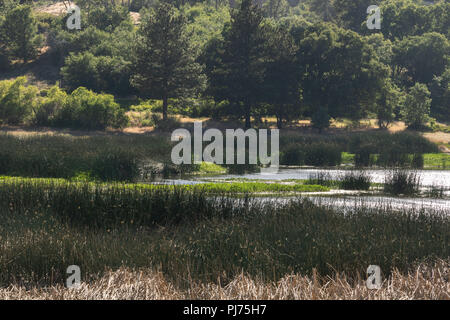 Lac entouré par la forêt de chênes et de pins et d'herbes aquatiques, situé dans le lac Cuyamaca State Park , Comté de San Diego, Californie Banque D'Images