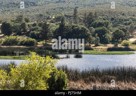 Lac entouré de forêts de chênes et de pins et de graminées aquatiques vertes, situé dans le parc national du lac Cuyamaca , comté de San Diego, Californie Banque D'Images