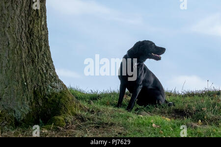 Un labrador noir assis à côté d'un grand tronc d'arbre. Le chien est à la recherche à sa gauche de l'arbre. Banque D'Images