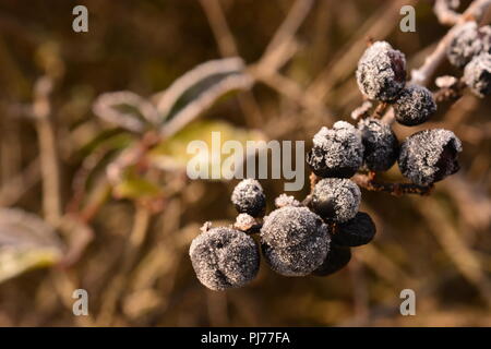 Ob gros plan bleu foncé à petits fruits noirs recouverts de cristaux de glace toujours sur une branche avec bokeh marron et vert en arrière-plan Banque D'Images