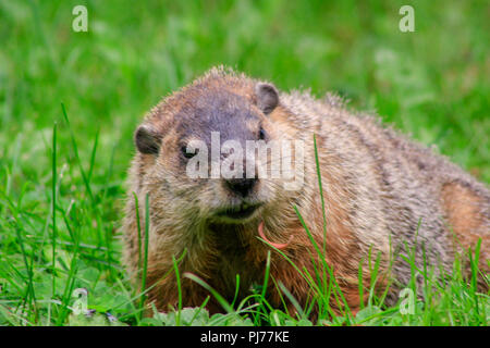 La journée de la marmotte portrait en venant à vous. Banque D'Images