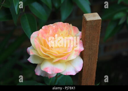 Rosa Adolf Horstmann une élégante et gracieuse,le point rose avec son centre d'orange, pétales blancs en couches avec un crépuscule rose sur ses bords.(Hybrid Tea) Banque D'Images