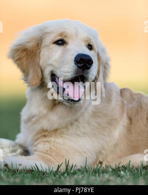 Huntington Beach, CA. Quatre mois golden retriever puppy playing fetch dans le parc Huntington Beach, CA , le 23 août 2018. Credit : Benjamin Ginsb Banque D'Images