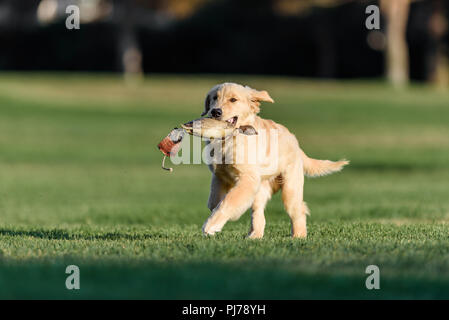 Huntington Beach, CA. Quatre mois golden retriever puppy playing fetch dans le parc Huntington Beach, CA , le 23 août 2018. Credit : Benjamin Ginsb Banque D'Images