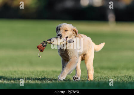 Huntington Beach, CA. Quatre mois golden retriever puppy playing fetch dans le parc Huntington Beach, CA , le 23 août 2018. Credit : Benjamin Ginsb Banque D'Images